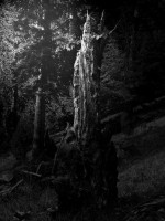 /album/noir-blanc/nuit-en-foret-nb-jpg/